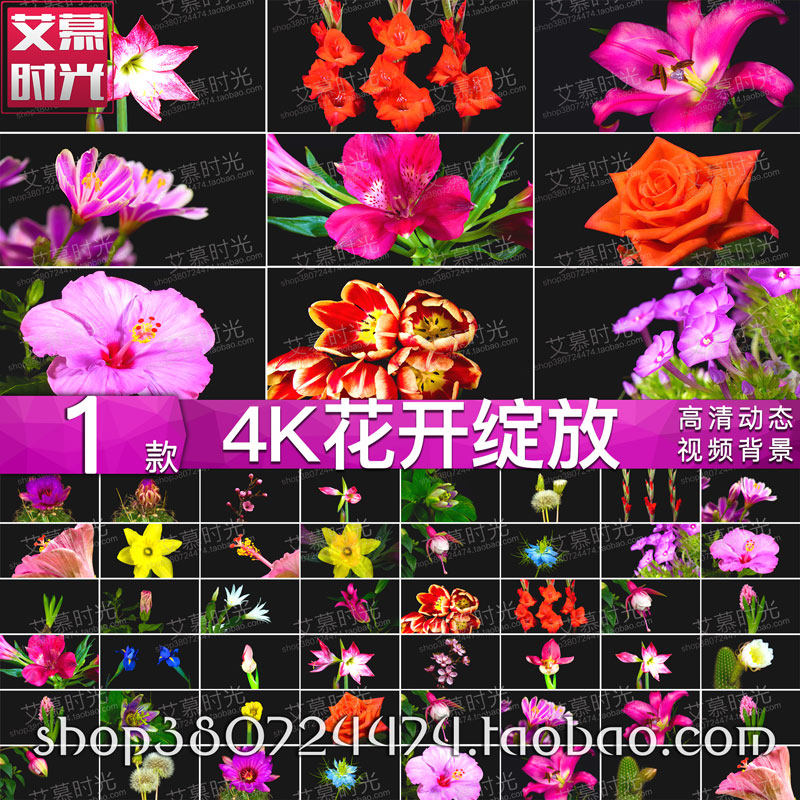 AM247鲜花延时花开绽放 4K超清实拍 慢镜头花瓣LED大屏幕背景视频