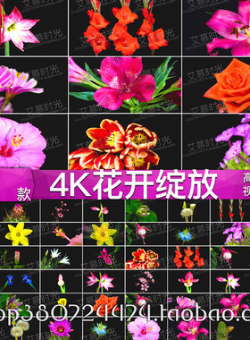 AM247鲜花延时花开绽放 4K超清实拍 慢镜头花瓣LED大屏幕背景视频