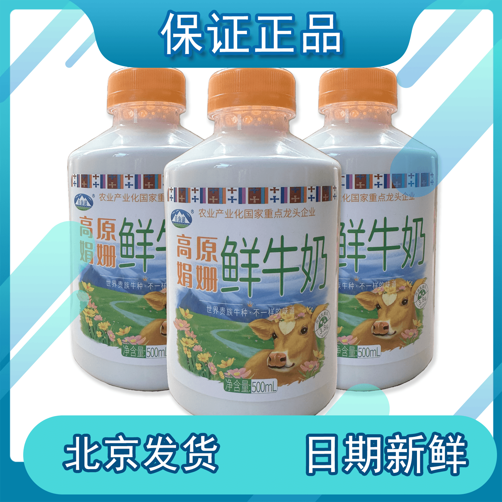 青海湖高原娟姗鲜牛奶500ml*瓶3.8g优质乳蛋白巴氏杀菌低温奶包邮