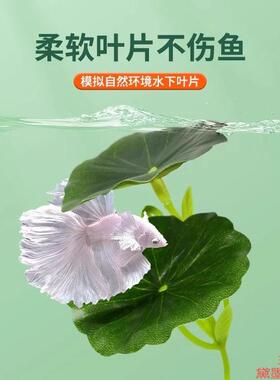 产卵小型水草躲避专用摆件斗鱼休息叶叶子床水族箱荷睡觉床躲藏叶