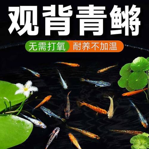 小型观背青鳉耐寒冷水鱼淡水新手鱼吃油膜吃蚊虫无需打氧古法养殖