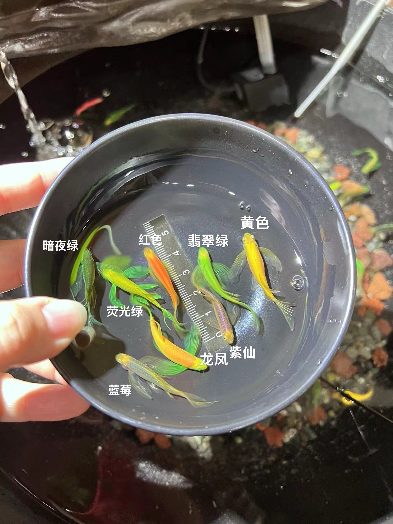 $ 种鱼翡翠绿蝶翼斑马长鳍长尾小型热带淡水鱼皮实好养活4-5cm,宠物/宠物食品及用品,鱼,淘宝优惠券,粉丝福利购,淘宝优惠卷