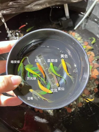 $ 种鱼翡翠绿蝶翼斑马长鳍长尾小型热带淡水鱼皮实好养活4-5cm