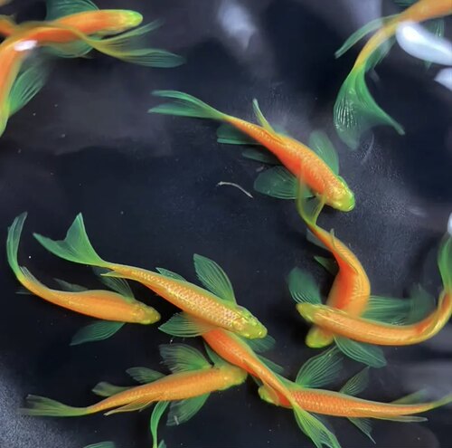 【福利龙凤3cm】蝶翼斑马长鳍长尾小型热带淡水鱼皮实好养活繁殖