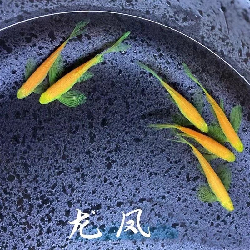 【龙凤清缸福利】2.5-3cm蝶翼长尾斑马鱼长鳍小型热带观赏淡水,宠物/宠物食品及用品,鱼,淘宝优惠券,粉丝福利购,淘宝优惠卷