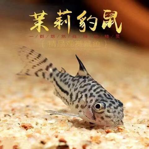 茉莉豹鼠鱼温顺热带观赏工具鱼清缸除藻吸壁好养耐活清洁鱼