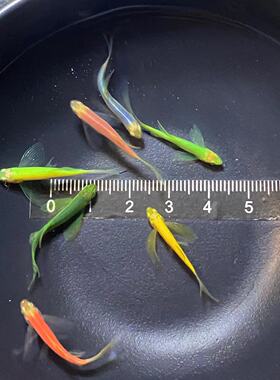 蝶翼长尾斑马鱼长鳍小型热带观赏鱼荧光绿翡翠红色斑马淡水耐低温