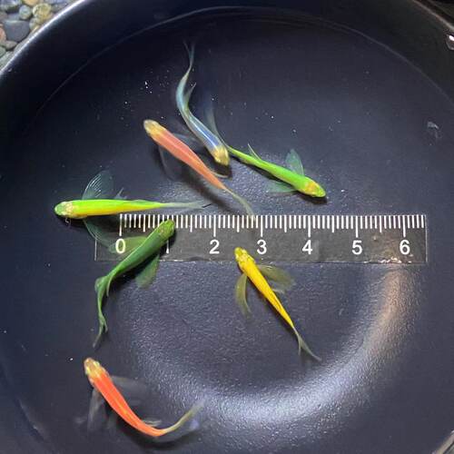2-3cm蝶翼长尾斑马鱼长鳍小型热带观赏鱼绿翡翠红斑马淡水耐低温