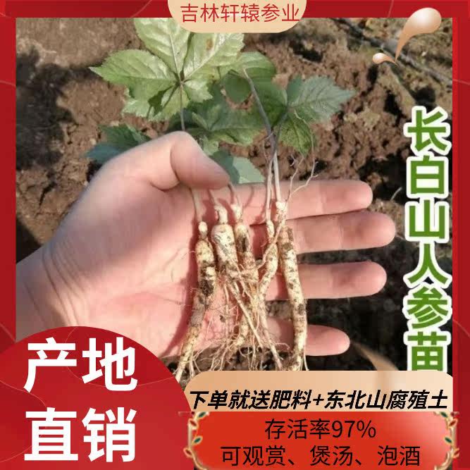 直销人参苗室内盆栽苗野山参苗庭院种植人参苗种植送肥料营养土