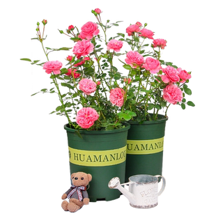 遥远的鼓声月季苗遥鼓 庭院阳台古铜色混合变色 浓香多季节月季