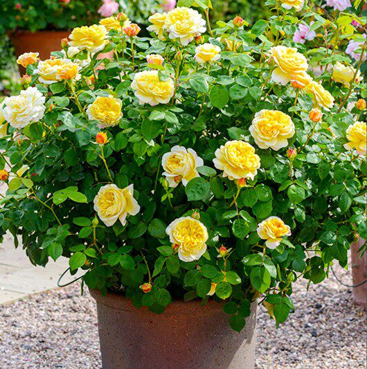 查尔斯达尔文欧洲月季花苗阳台盆栽庭院浓香花卉欧月藤本爬藤蔷薇