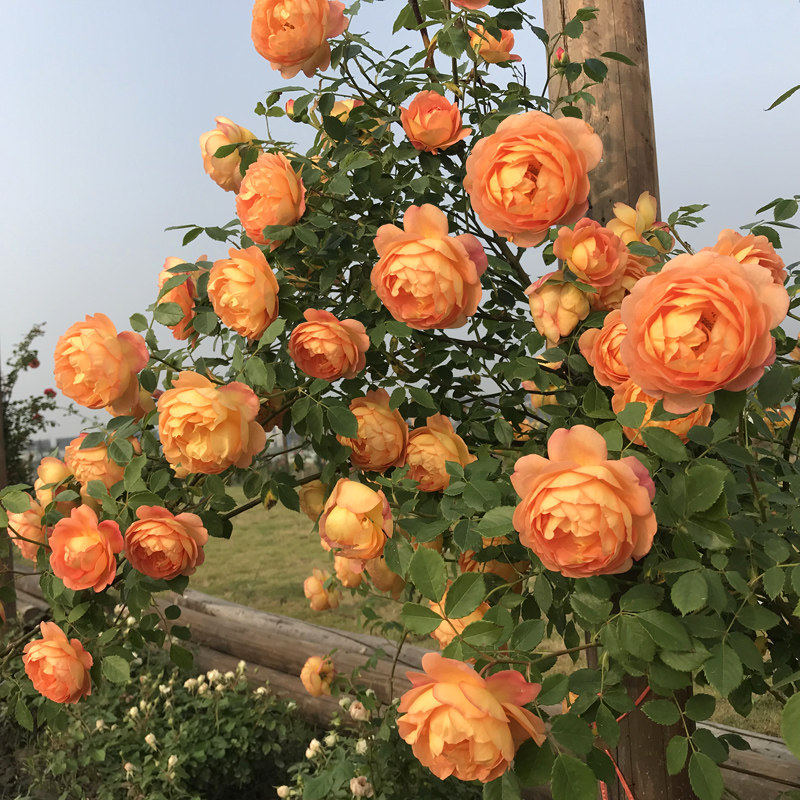 绿植奥斯汀庭院盆栽花卉藤本月季