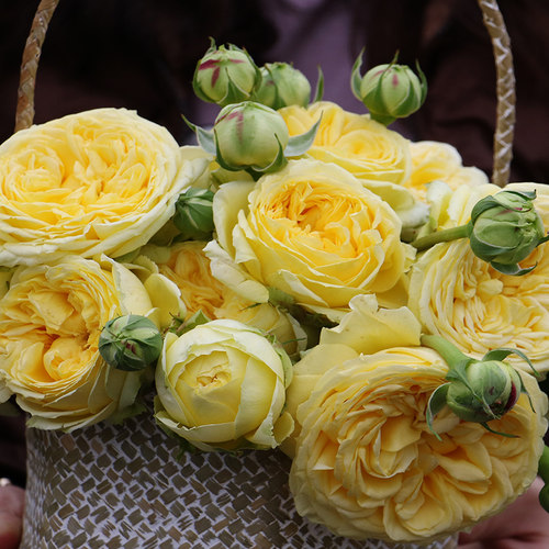 卡特琳娜凯特琳娜月多头切花月季玫瑰耐开耐晒四季种植勤盆栽地栽