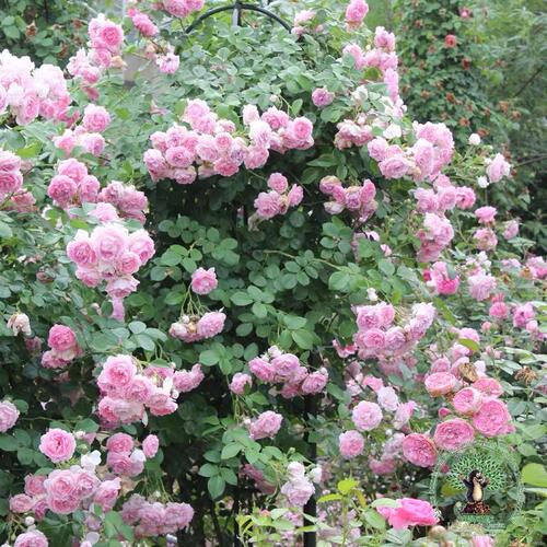 【亚斯米娜】欧月藤本月季蔷薇大花四季种植不断多头花园庭院花卉