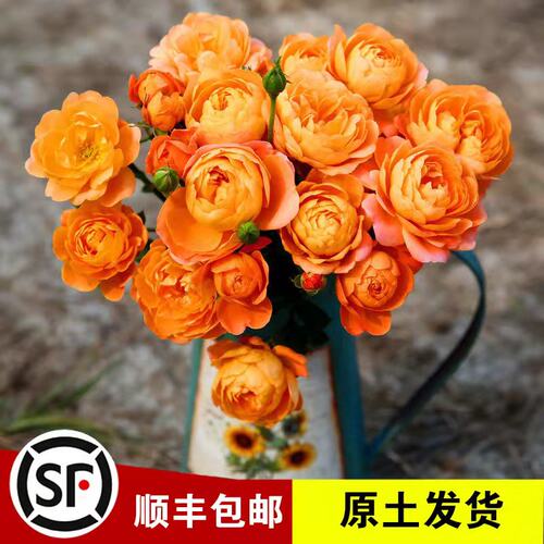 原土发货，成活率高，包活到开花，假一赔十