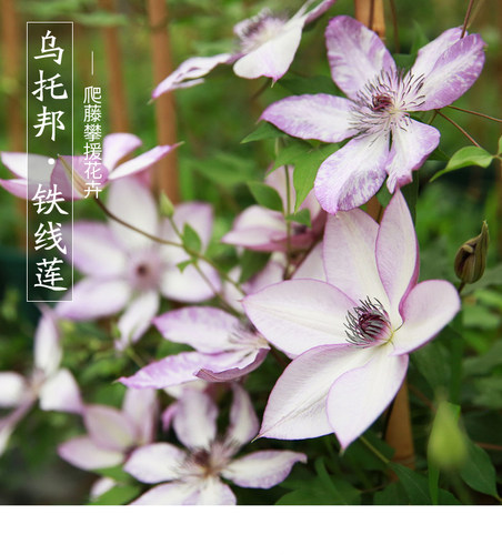 乌托邦铁线莲阳台庭院爬藤花卉