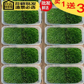 苔藓植物鲜活兰花铺面 盆景造景盆栽乌龟假山装 饰白发藓 青苔 包邮