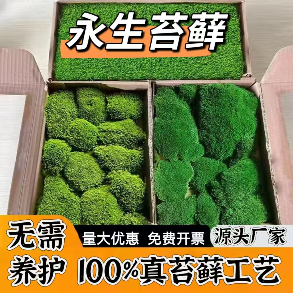 永生苔藓白发藓大灰藓植物墙室内墙面软装工程墙铺面造景仿真青苔
