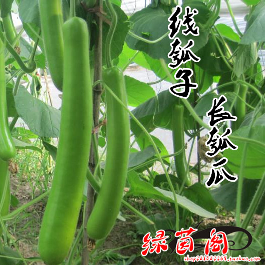 长瓠子瓜种子籽蒲瓜孝感瓠子葫芦瓜肉质细嫩肉厚早熟高产抗病菜孑