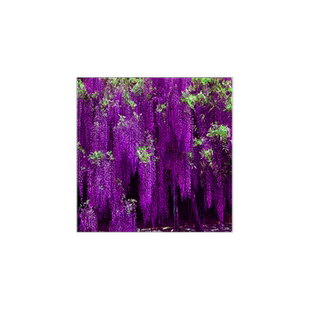 紫藤花苗爬藤植物庭院围墙直立绿化耐寒树苗盆栽地栽南北方种植苗