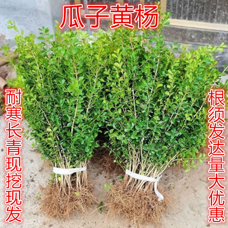 添润耐寒长青根须发达现挖新鲜