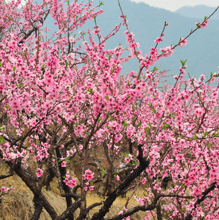 观赏桃花树苗树活苗盆栽老桩盆景庭院室内风景树南北方种植许愿树