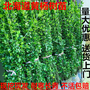 北海道大叶黄杨法国冬青树苗耐寒四季常青庭院道边易活绿篱篱笆苗