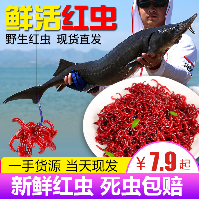 鲜活红虫大公喂鱼拉饵蚯蚓