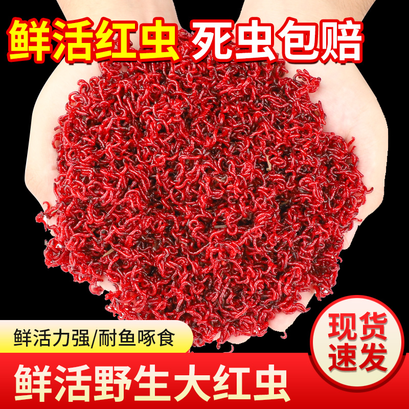鲜活红虫特大号拉饵鲫鱼野钓