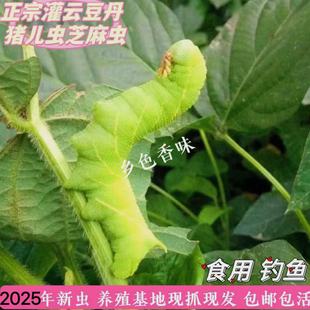 猪儿虫灌云豆丹活豆虫黄豆虫芝麻虫青虫豆天蛾食用昆虫高蛋白鱼饵
