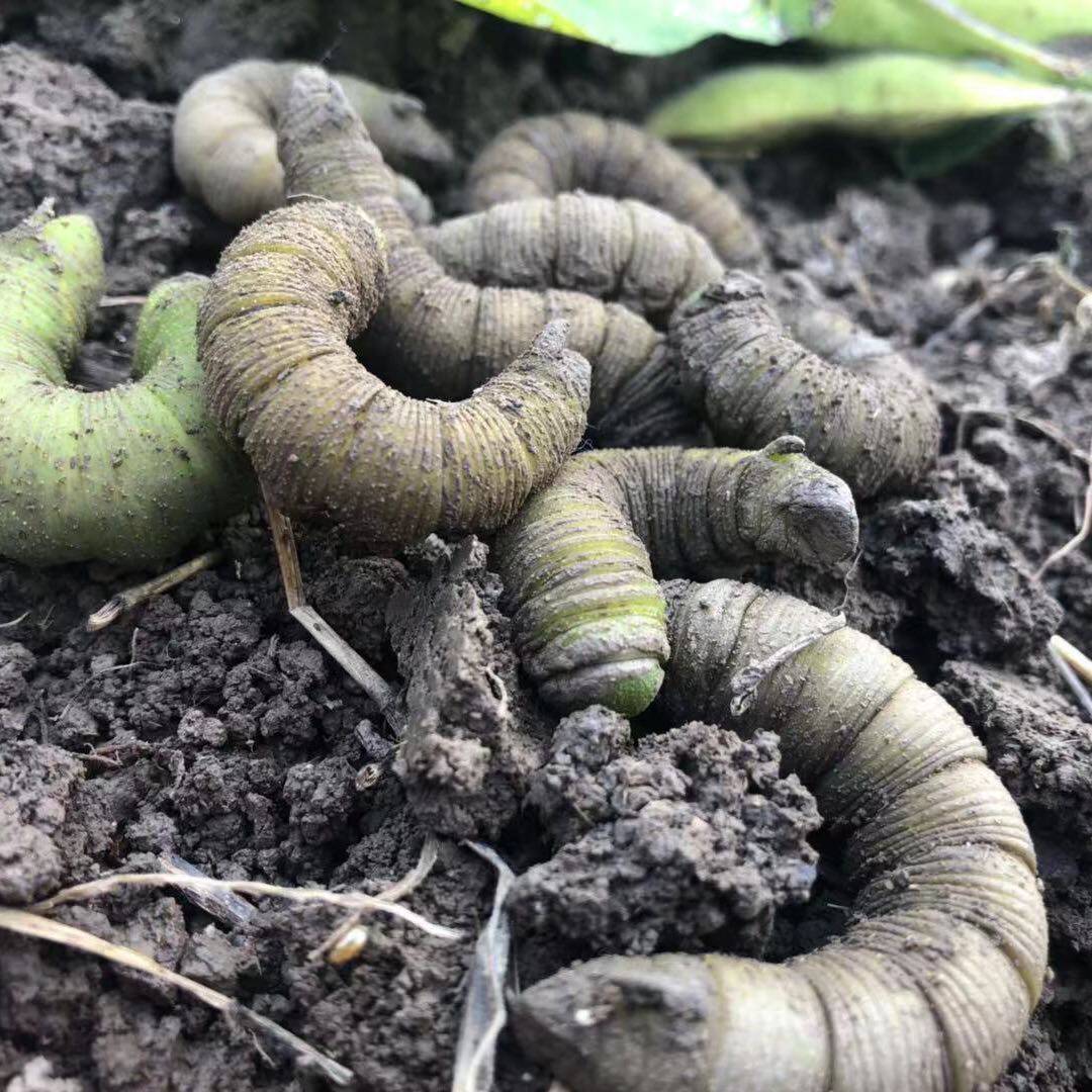 灌云豆丹入蛰黄豆虫入土豆单大豆虫老豆丹猪儿虫芝麻虫钓鱼活饵,水产肉类/新鲜蔬果/熟食,其它生肉制品,淘宝优惠券,粉丝福利购,淘宝优惠卷