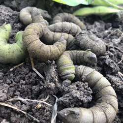 灌云豆丹入蛰黄豆虫入土豆单大豆虫老豆丹猪儿虫芝麻虫钓鱼活饵