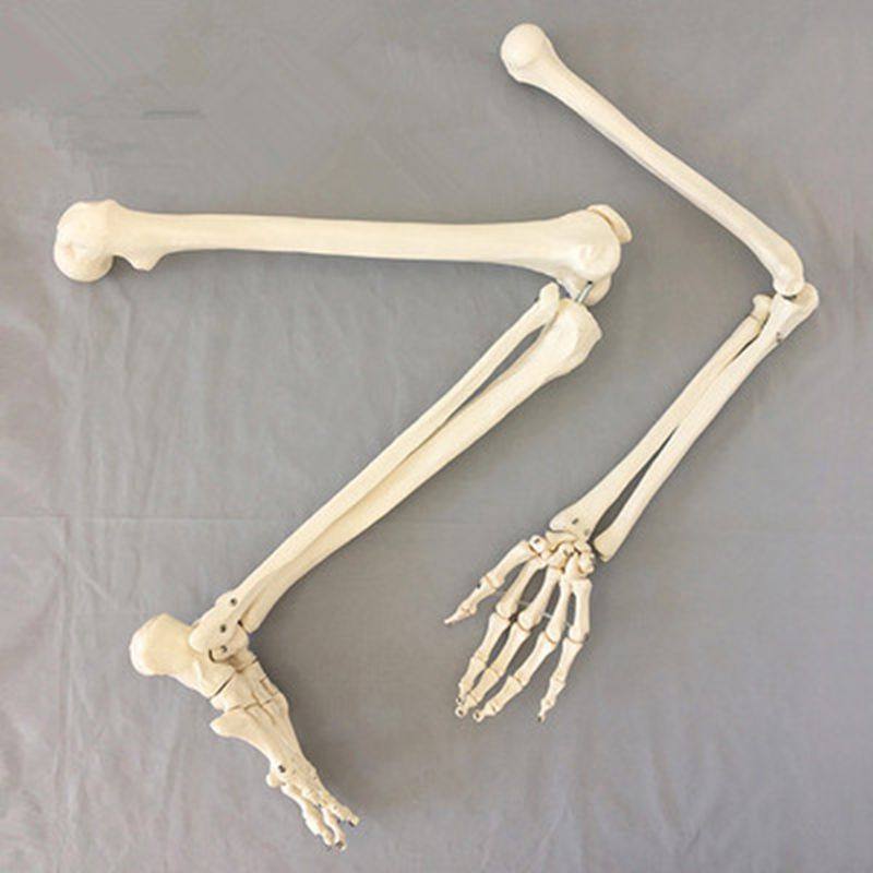 1比1人体骨骼四肢骨上肢下肢手臂骨手骨脚骨膝关节肘关节大腿骨
