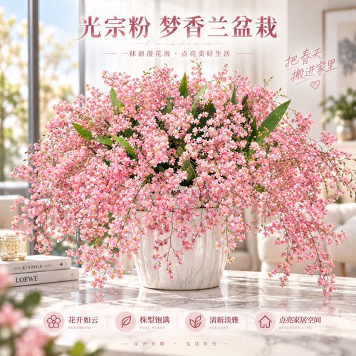 香水梦香文心兰带苞易养水培