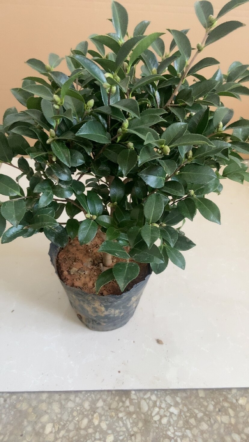 茶梅 盆栽带花苞室内客厅办公室桌面绿植花卉四季开花好养活