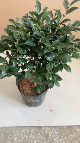 茶梅 盆栽带花苞室内客厅办公室桌面绿植花卉四季开花好养活