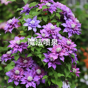 藤本爬藤植物铁线莲盆栽市长粉香槟乌托邦瑞贝卡伍斯特恭子小姐