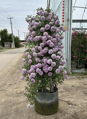 藤本月季美植袋母本大苗粉色龙沙宝石蓝色阴雨庭院花墙爬藤植物