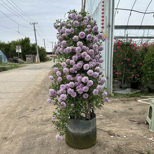 藤本月季美植袋母本大苗粉色龙沙宝石蓝色阴雨庭院花墙爬藤植物
