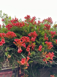 开花 藤本植物凌霄花树苗庭院花园植物耐寒耐热夏季