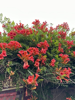 藤本植物凌霄花树苗庭院花园植物耐寒耐热夏季开花