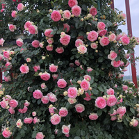 【超达花卉】欧月藤本月季蔷薇玫瑰花苗粉色龙沙宝石爬藤植物花卉