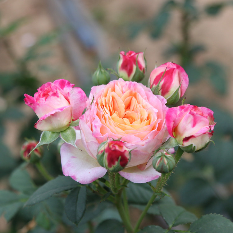 詹森 多季开花月季玫瑰盆栽抗病