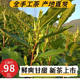 2026杭州富阳高山龙井早春绿茶,嘉茗一号