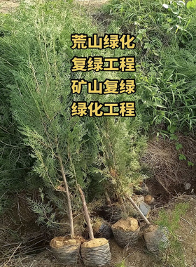 侧柏树苗地柏树苗沙地柏苗龙柏树苗扁柏桧柏树苗荒山复绿化苗木
