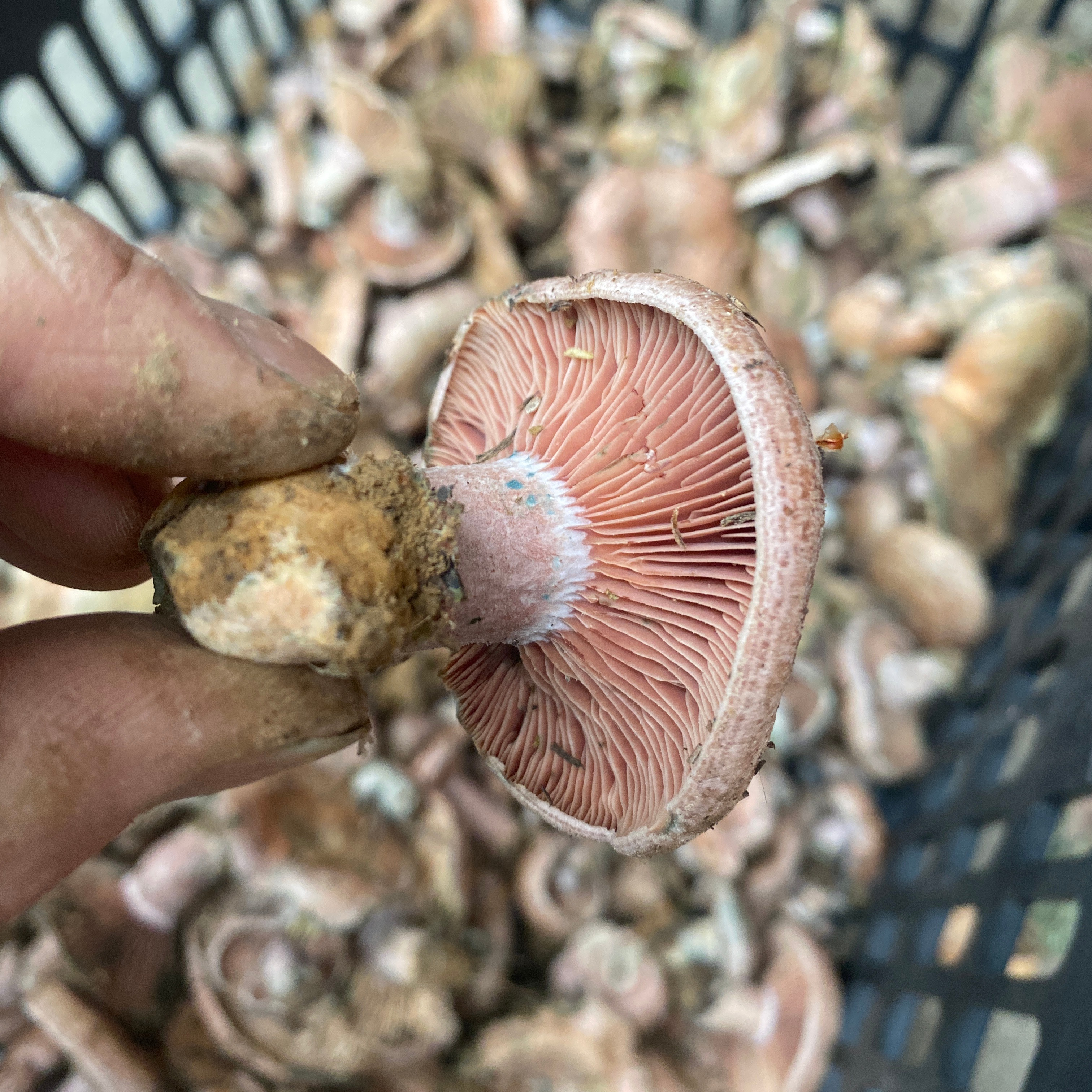 野生枞树菌新鲜蘑菇湖南松树菌菇重阳菌雁来蕈寒菌三九菇500g