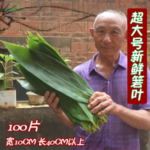 特大号新鲜粽叶现摘现发湖南箬叶大号野生天然端午粽子叶新叶免邮