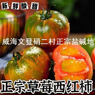 现摘现发威海文登宋村盐碱地草莓西红柿新鲜自然成熟生吃水果番茄