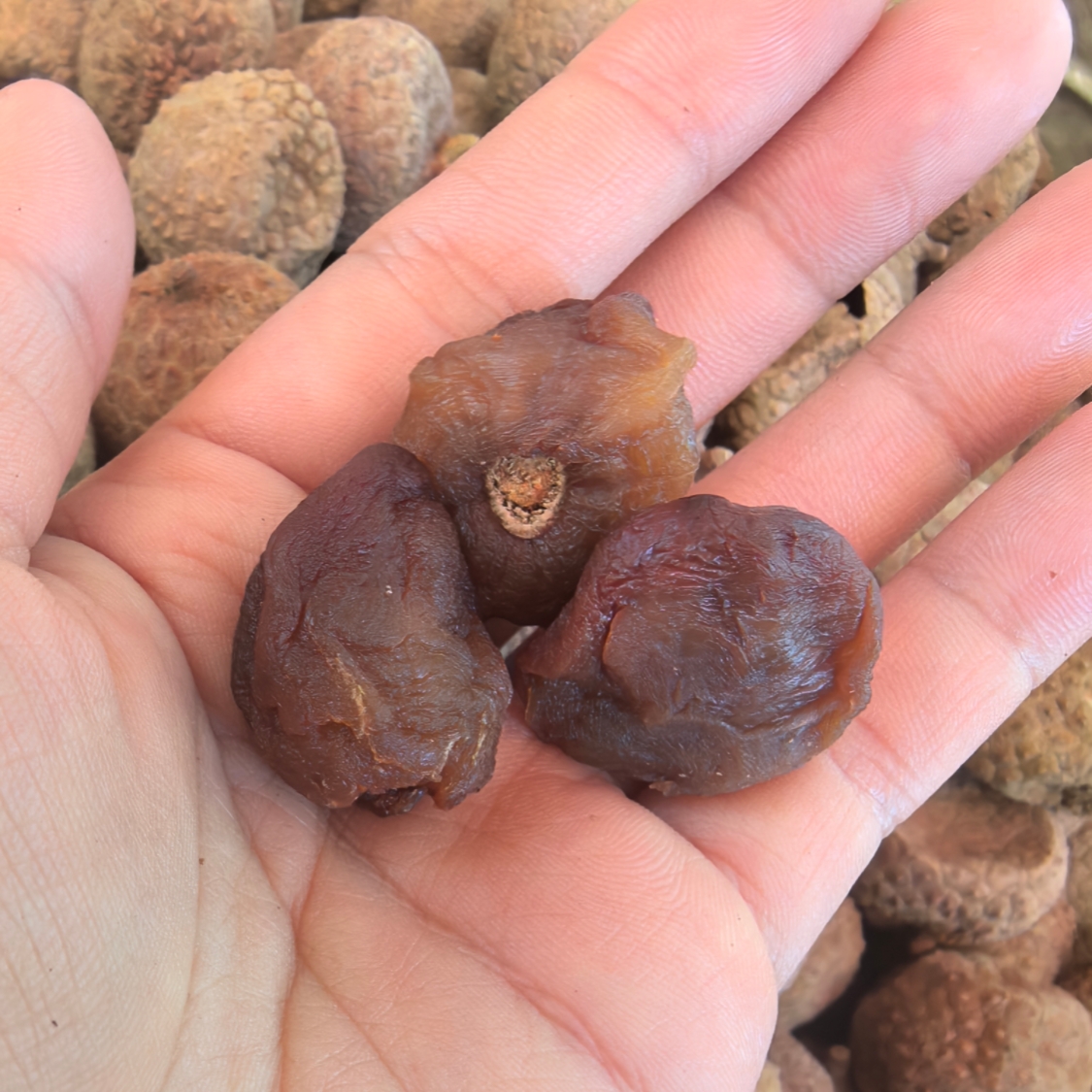 2025年新货荔枝干核小肉厚特级特产3斤5斤包邮袋装现货好甜零食