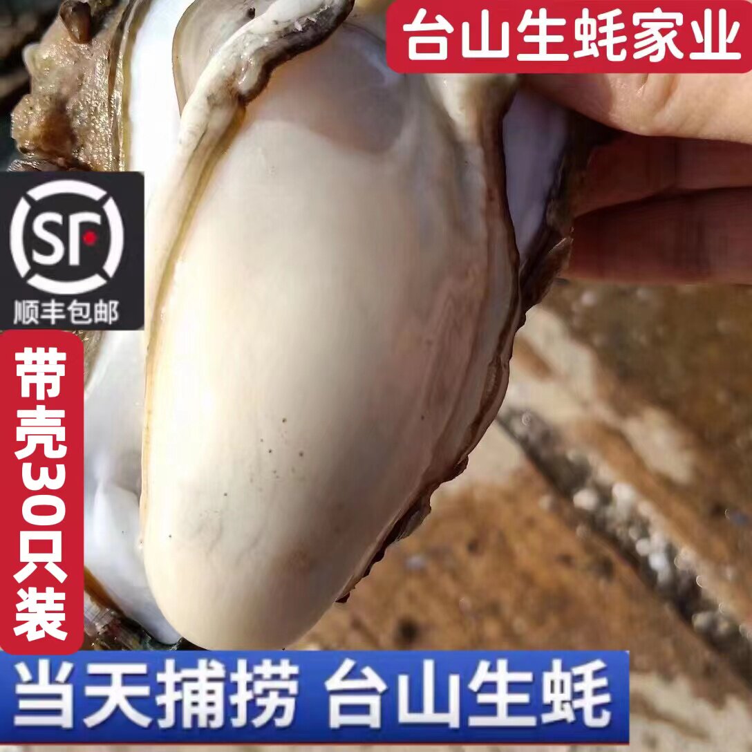 台山生蚝特大鲜美新鲜水产